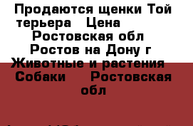 Продаются щенки Той-терьера › Цена ­ 4 500 - Ростовская обл., Ростов-на-Дону г. Животные и растения » Собаки   . Ростовская обл.